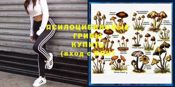 шишки Верея